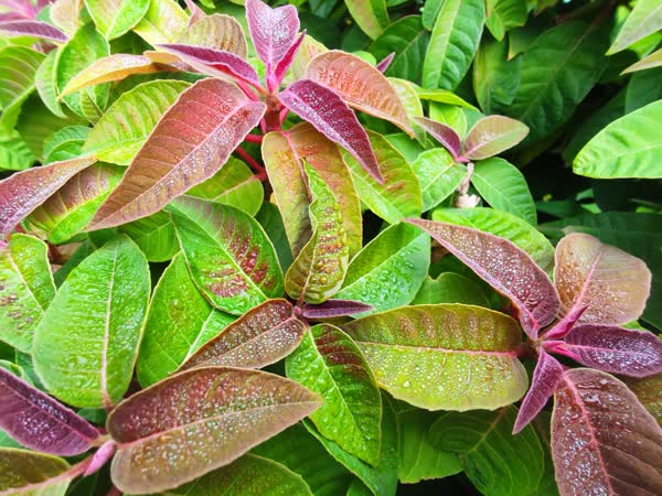An aerial shot of dews on leaves with red and green gradient.