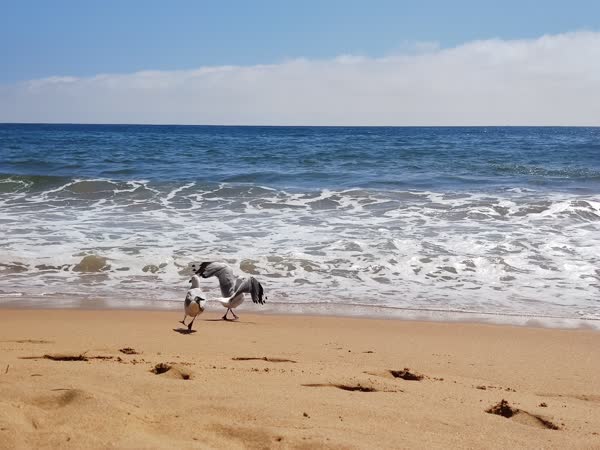 A shot of two seagulls on sand about to spread their wings.
